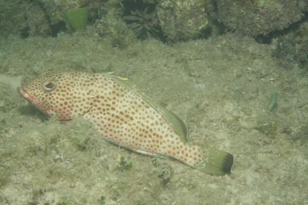 Groupers - Red Hind Groupers - Red Hind