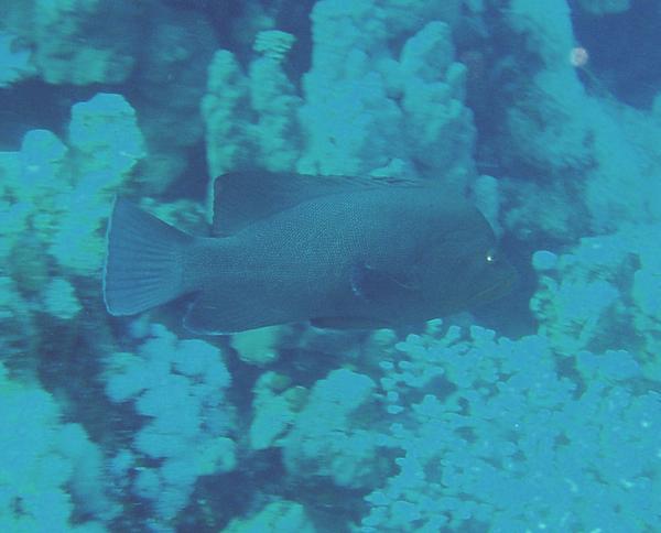 Groupers - Redmouth Grouper