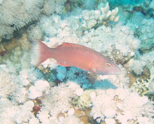 Wrasse - Cheek-lined Splendour Wrasse