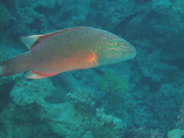 Wrasse - Cheek-lined Splendour Wrasse