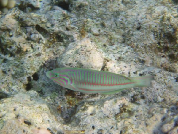 Wrasse - Klunzingers Wrasse