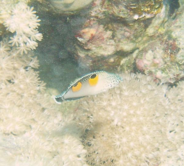 Wrasse - Clown Coris Wrasse