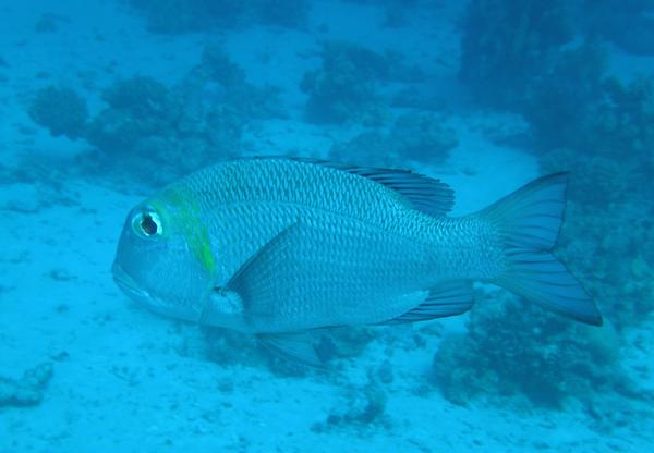 Emperors - Bigeye Emperor