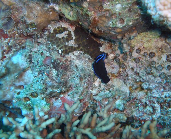 Dottybacks - Blue-striped dottyback