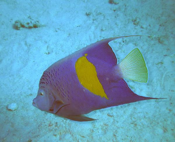 Angelfish - Yellowbar Angelfish