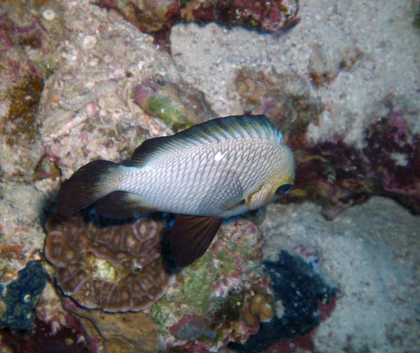 Damselfish - Threespot Dascyllus