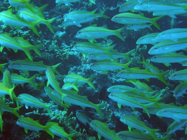 Goatfish - Yellowfin Goatfish