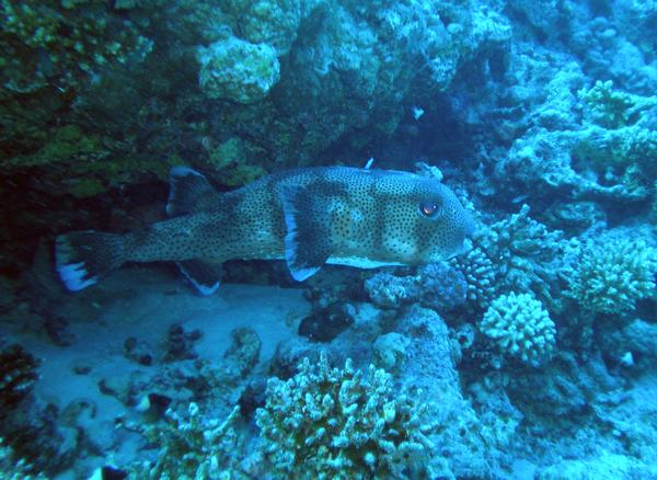 Porcupinefish - Porcupinefish