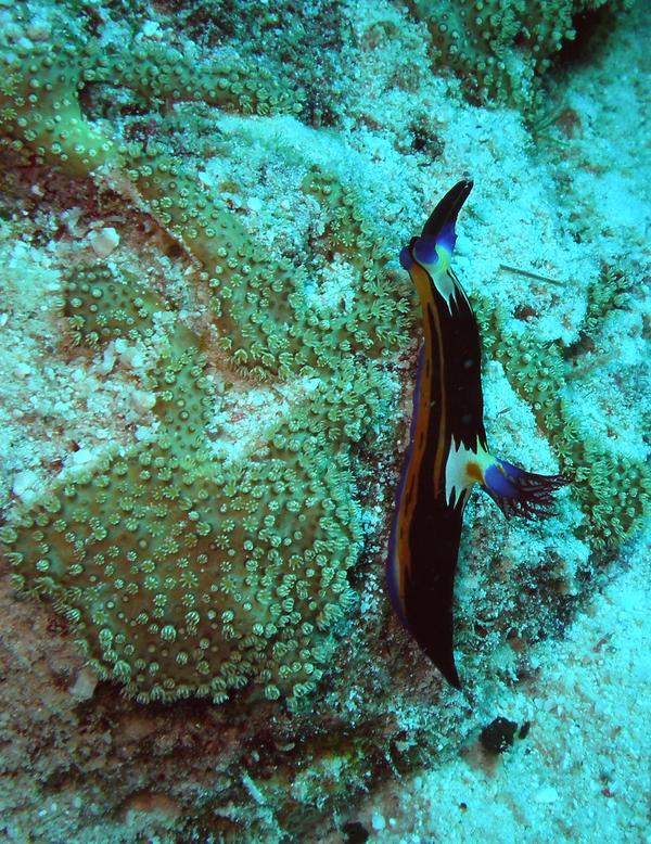 Nudibranch - Nembrotha megalocera