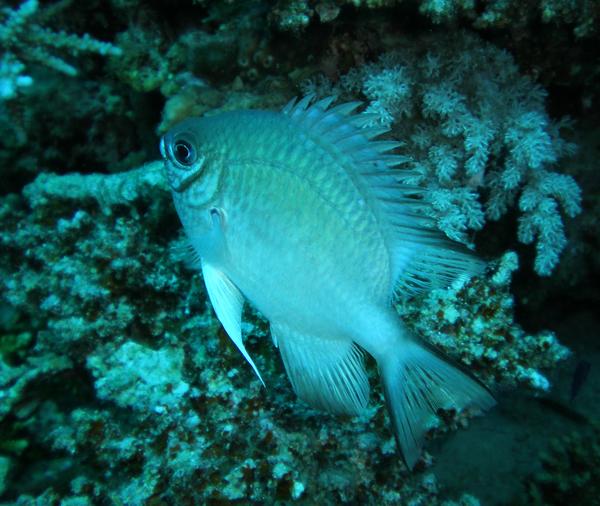 Damselfish - Pale Damselfish