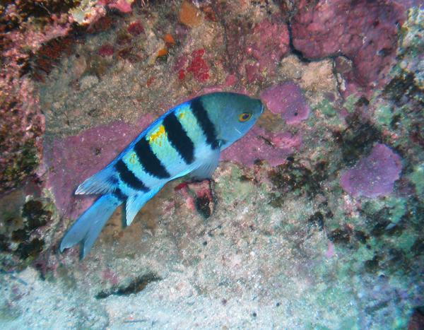 Damselfish - Indo-Pacific Sergeant