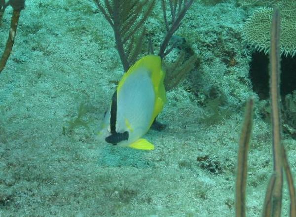 Butterflyfish - Spotfin Butterflyfish