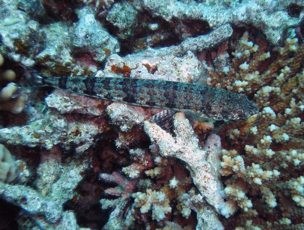 Lizardfish - Variegated Lizardfish