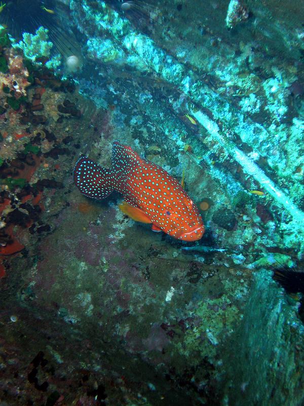 Groupers - Coral Grouper