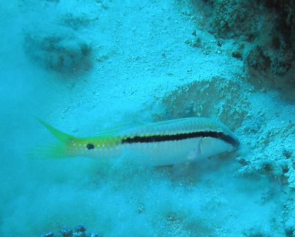 Goatfish - Red Sea goatfish