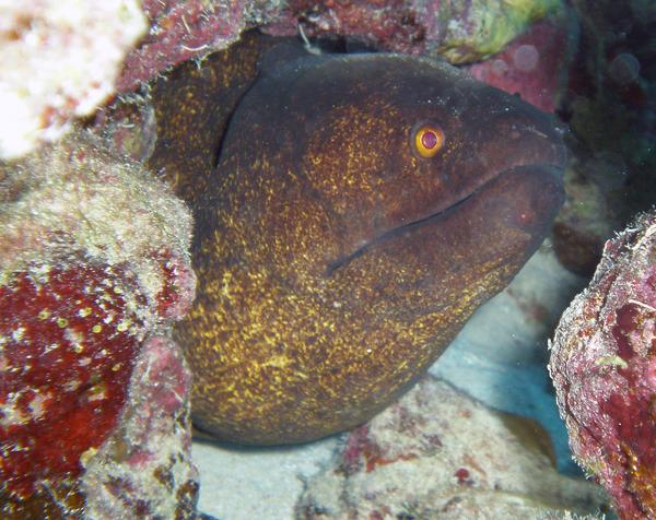 Moray - Yellow-edged Moray