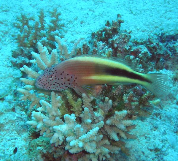 Hawkfish - Blackside Hawkfish