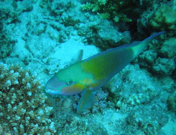 Parrotfish - Bullethead parrotfish