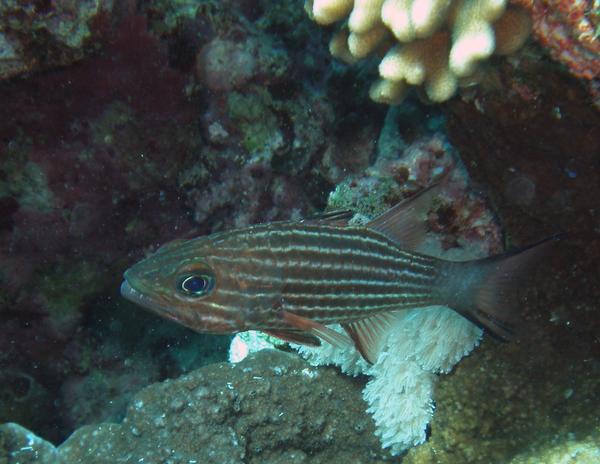 Cardinalfish - Tiger Cardinalfish