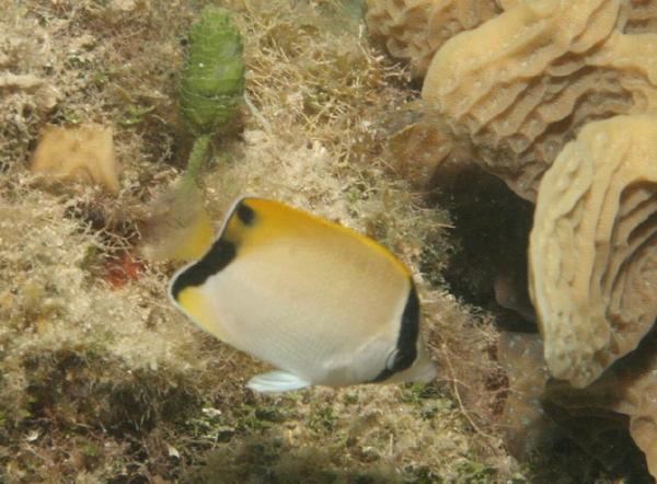 Butterflyfish - Reef Butterflyfish