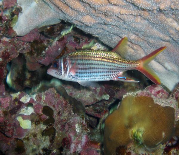 Squirrelfish - Bloodspot Squirrelfish