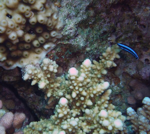 Wrasse - Arabian Cleaner Wrasse