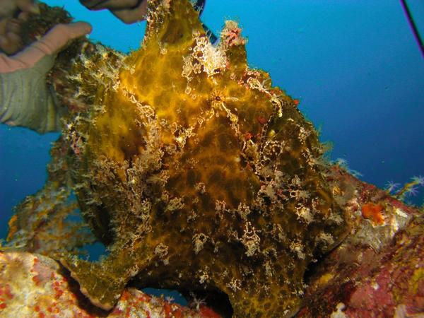Frogfish - Commerson's Frogfish