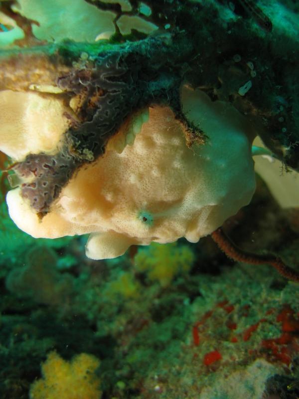 Frogfish - Spotfin Frogfish