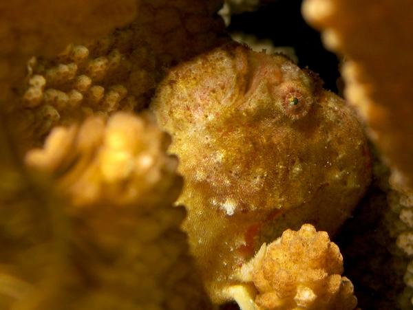 Frogfish - Spotfin Frogfish