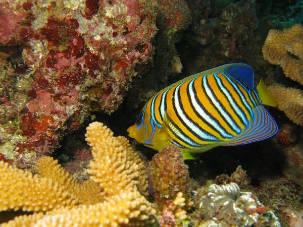 Royal Angelfish