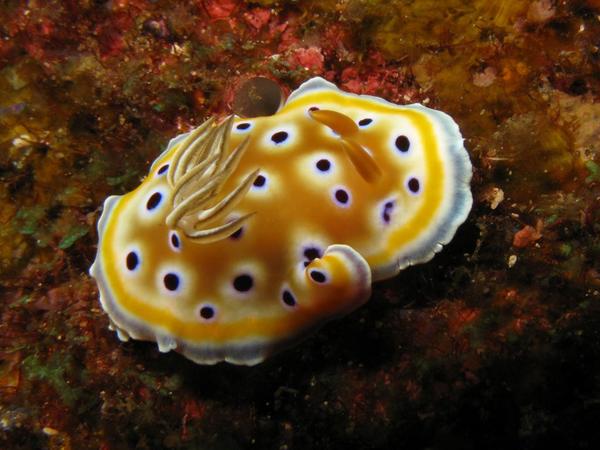 Nudibranch - Chromodoris geminus