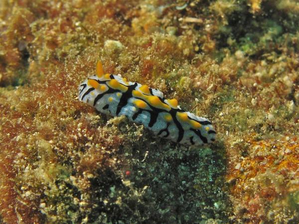 Nudibranch - Phyllidia elegans