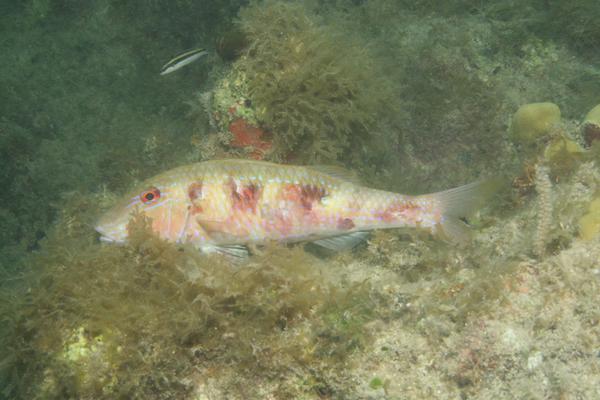 Goatfish - Spotted Goatfish Goatfish - Spotted Goatfish