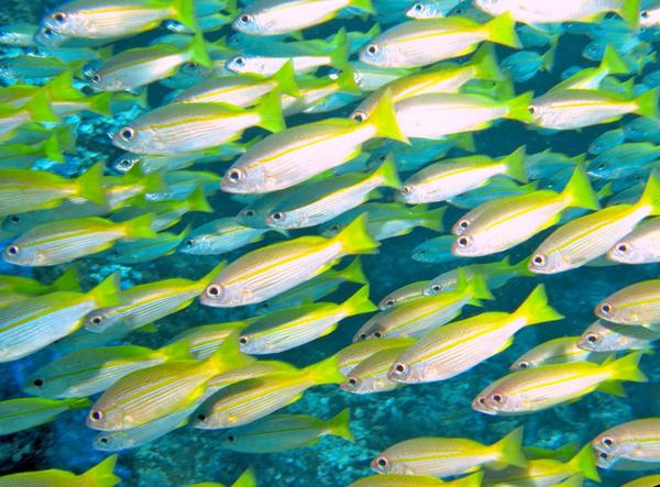 Snappers - Bigeye Snapper