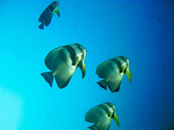 Spadefish - Longfin Spadefish