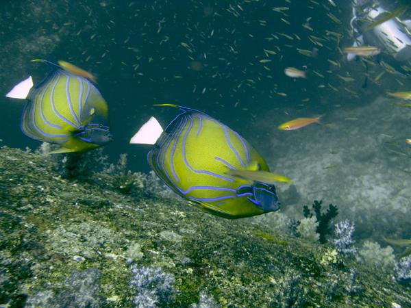 Blue-ringed Angelfish - Pomacanthus annularis