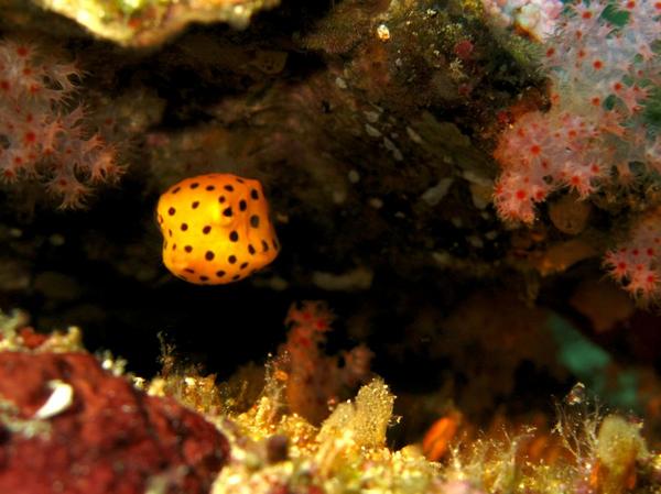 Trunkfish - Yellow Boxfish