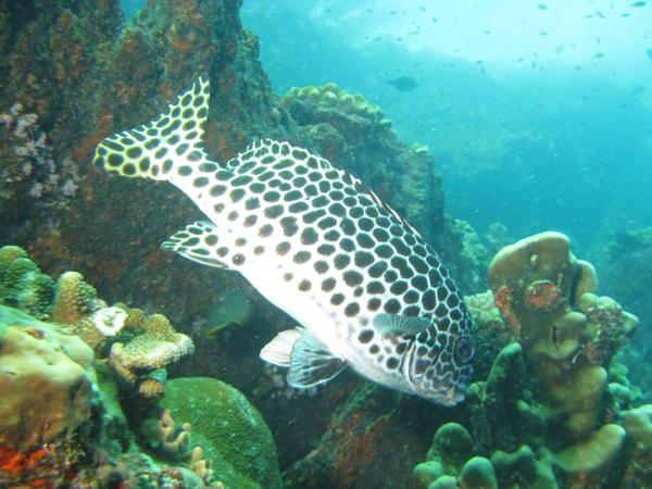 Grunts - Many-spotted Sweetlips