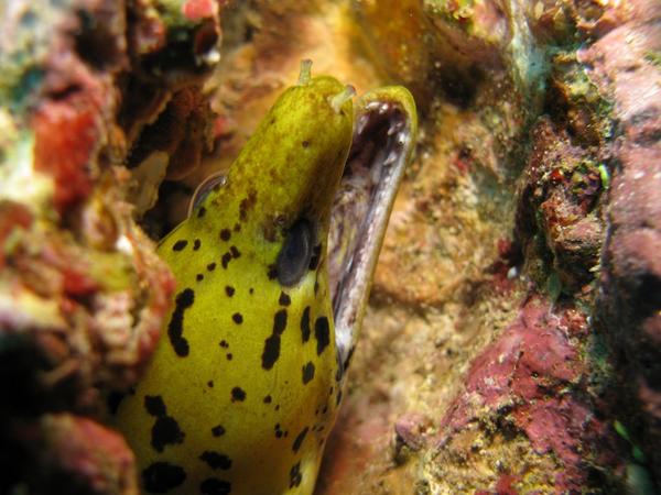 Moray - Fimbriated Moray