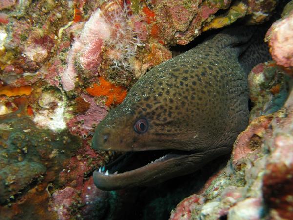 Moray - Giant Moray