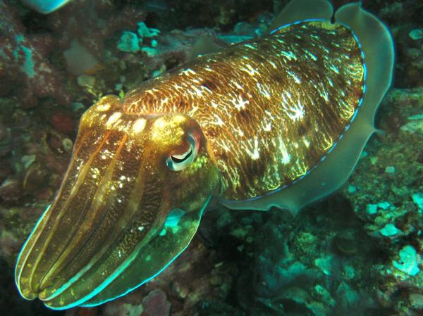 Cephalopoda - Pharaoh Cuttlefish