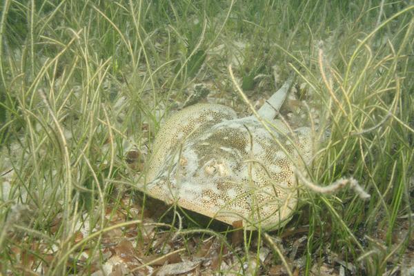 Stingrays - Yellow Stingray