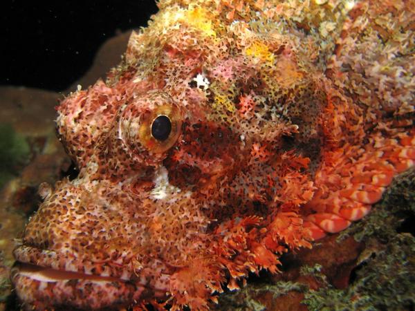 Scorpionfish - Tassled Scorpionfish