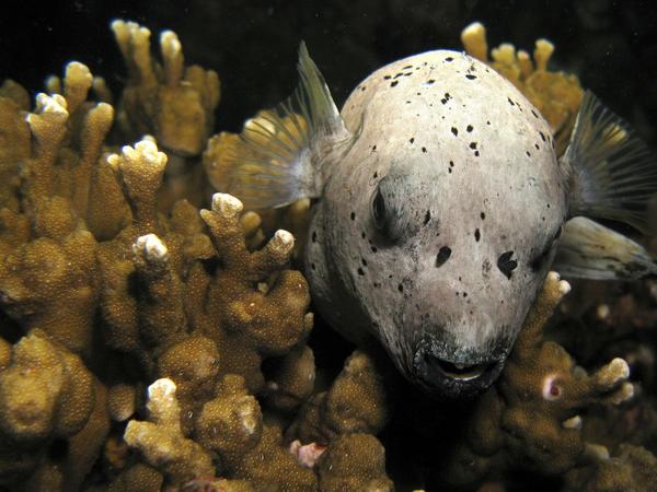 Pufferfish - Black-spotted Puffer