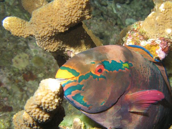 Parrotfish - Swarthy Parrotfish