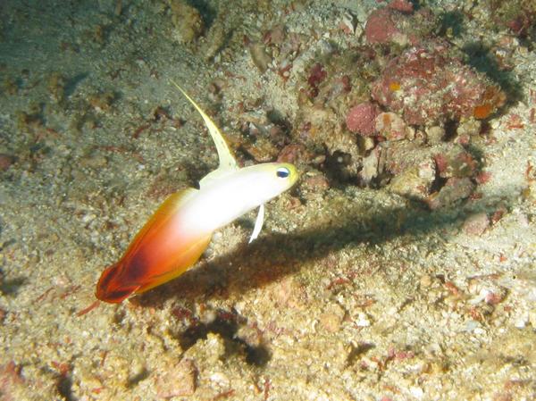 Gobies - Fire Goby