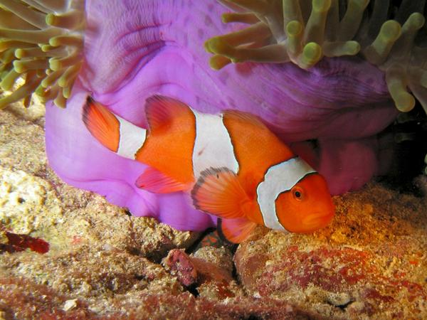 Damselfish - False Clown Anemonefish