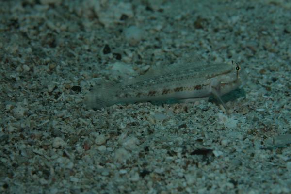 Gobies - Goldspot Goby