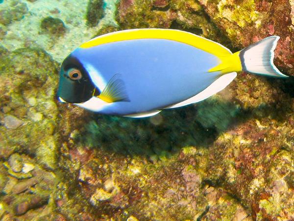 Surgeonfish - Powder Blue