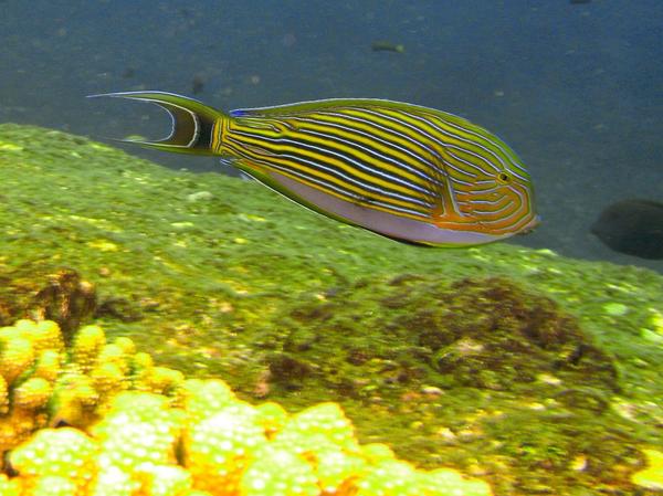 Surgeonfish - Lined Surgeonfish